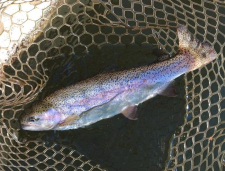 大安トラウトレイク釣果